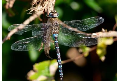 <i>Aeshna mixta</i>