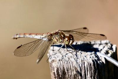 <i>Sympetrum striolatum</i>