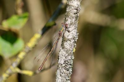 <i>Chalcolestes viridis</i>