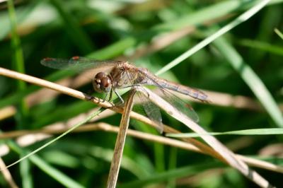 <i>Sympetrum striolatum</i>