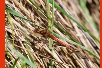 <i>Sympetrum striolatum</i>