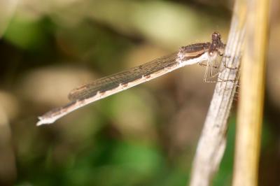 <i>Sympecma fusca</i>