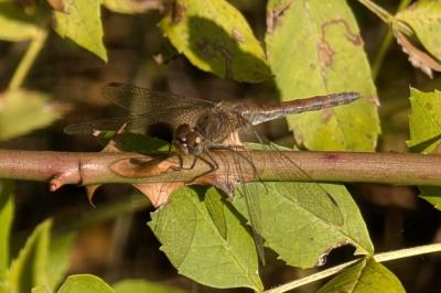 <i>Sympetrum striolatum</i>