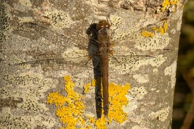 <i>Sympetrum striolatum</i>