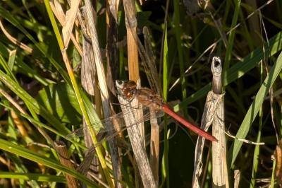 <i>Sympetrum striolatum</i>
