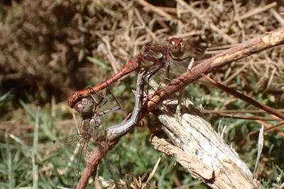 <i>Sympetrum striolatum</i>