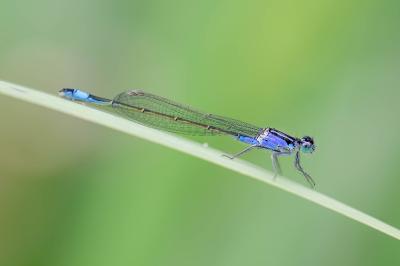 <i>Ischnura elegans</i>