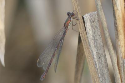 <i>Chalcolestes viridis</i>