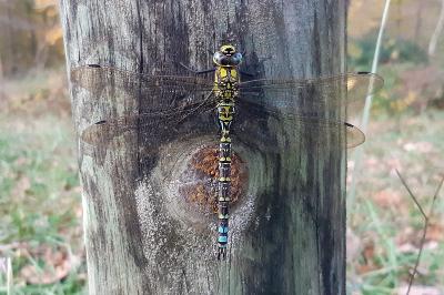 <i>Aeshna cyanea</i>