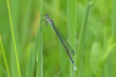 <i>Coenagrion puella</i>