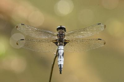 <i>Libellula fulva</i>