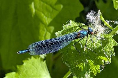 <i>Calopteryx splendens</i>