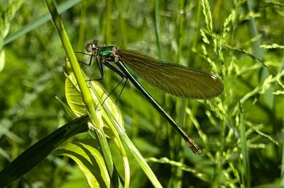 <i>Calopteryx splendens</i>