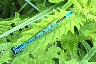 <i>Coenagrion puella</i>