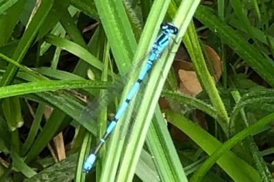 <i>Coenagrion puella</i>