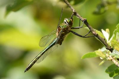 <i>Somatochlora metallica</i>