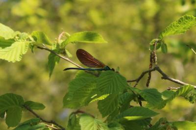 <i>Calopteryx virgo</i>