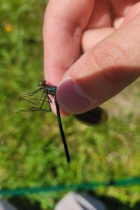 <i>Calopteryx splendens</i>