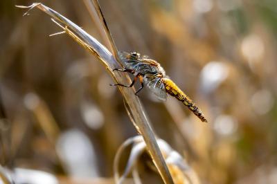 <i>Libellula depressa</i>