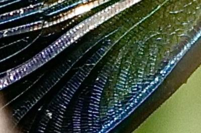 <i>Calopteryx splendens</i>