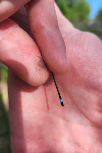 <i>Ischnura elegans</i>