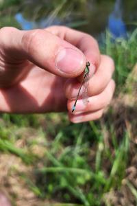 <i>Ischnura elegans</i>