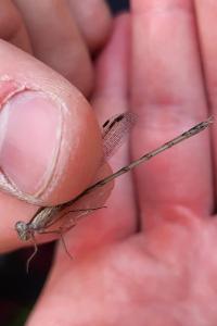 <i>Sympecma fusca</i>