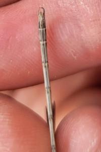 <i>Sympecma fusca</i>