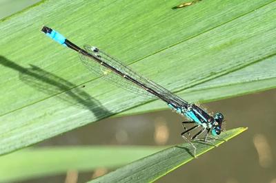 <i>Ischnura elegans</i>