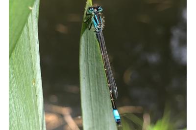 <i>Ischnura elegans</i>