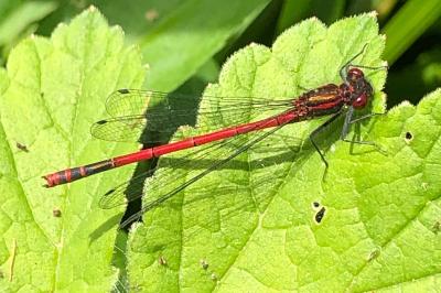 <i>Pyrrhosoma nymphula</i>