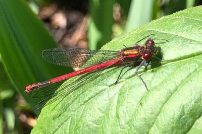 <i>Pyrrhosoma nymphula</i>