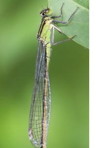 <i>Ischnura elegans</i>