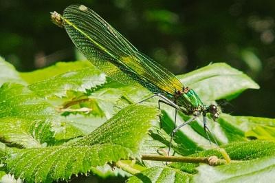<i>Calopteryx splendens</i>