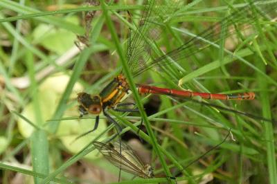 <i>Pyrrhosoma nymphula</i>