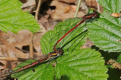<i>Pyrrhosoma nymphula</i>