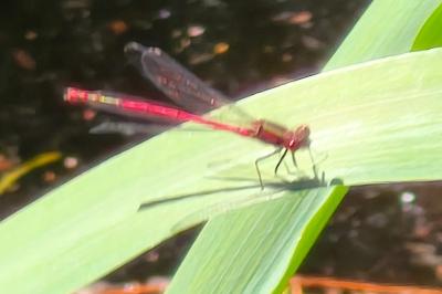 <i>Pyrrhosoma nymphula</i>