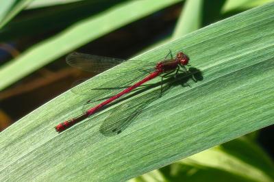 <i>Pyrrhosoma nymphula</i>
