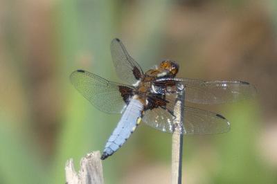 <i>Libellula depressa</i>