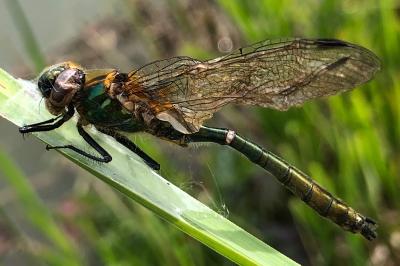 <i>Cordulia aenea</i>