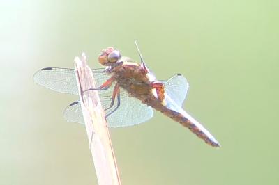 <i>Libellula depressa</i>