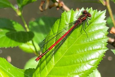 <i>Pyrrhosoma nymphula</i>