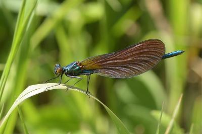 Calopteryx virgo