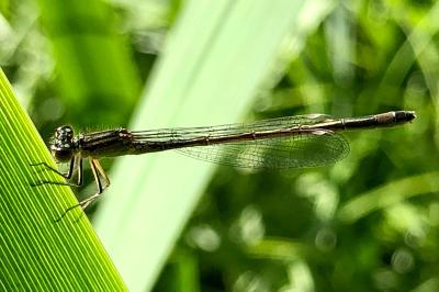 <i>Ischnura elegans</i>