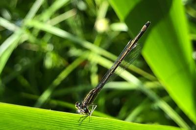 <i>Ischnura elegans</i>