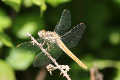 <i>Orthetrum brunneum</i>