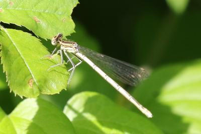 <i>Platycnemis pennipes</i>