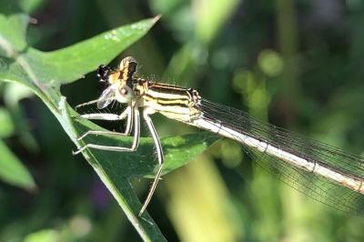 <i>Platycnemis pennipes</i>