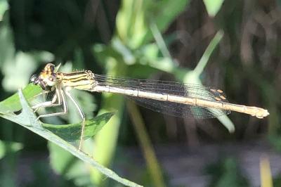 <i>Platycnemis pennipes</i>