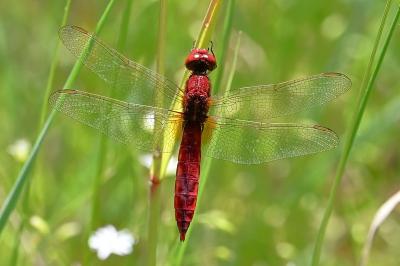 <i>Crocothemis erythraea</i>